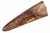 Fossil Pterosaur (Siroccopteryx) Tooth - Morocco #186161-1